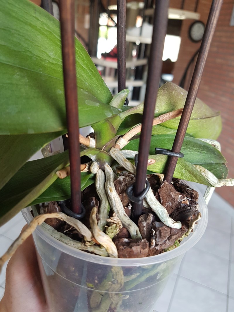 Phalaenopsis : Avis 20180819