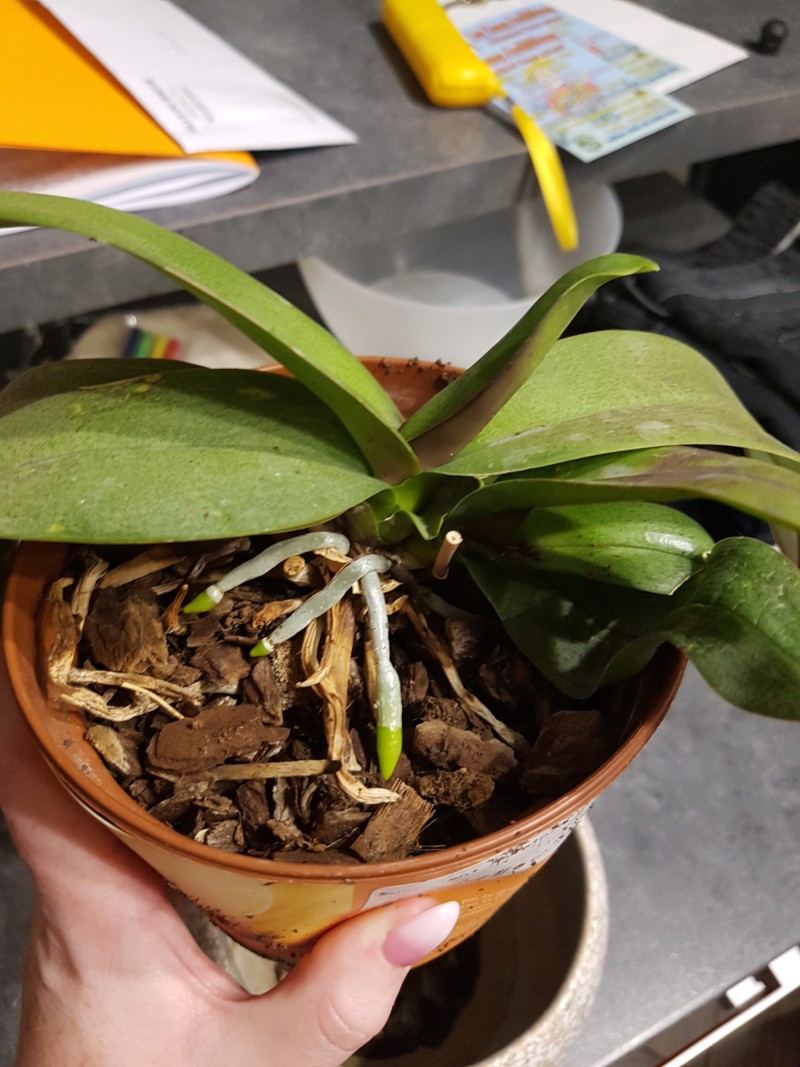 Phalaenopsis et Dendrobium 20180917
