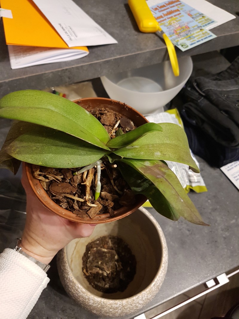 Phalaenopsis et Dendrobium 20180919