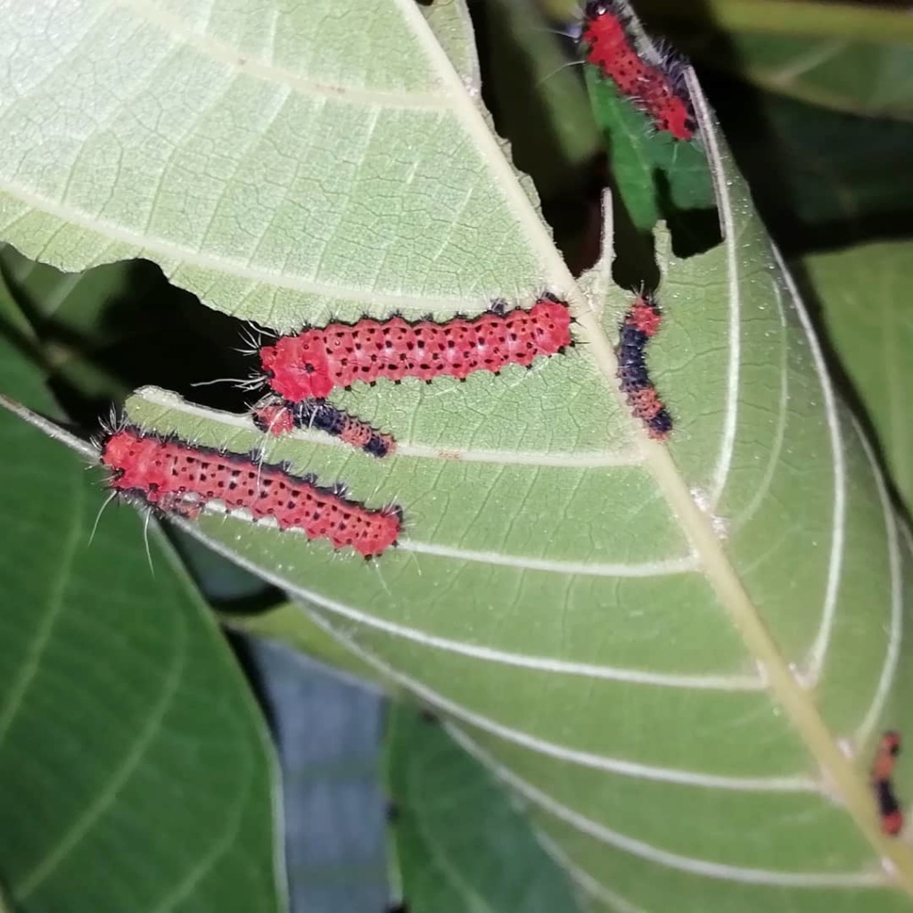 Fiche d'élevage : Actias ningpoana 66109610