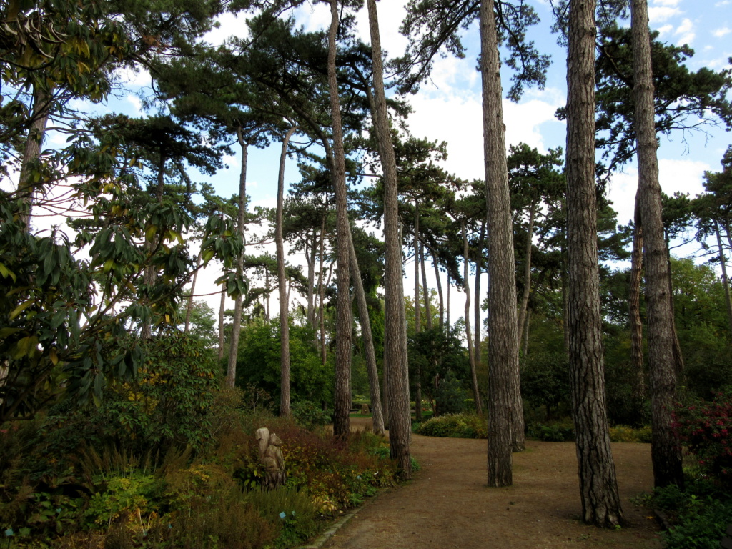 Des arbres , pour l'Arbre . - Page 3 Red_0622