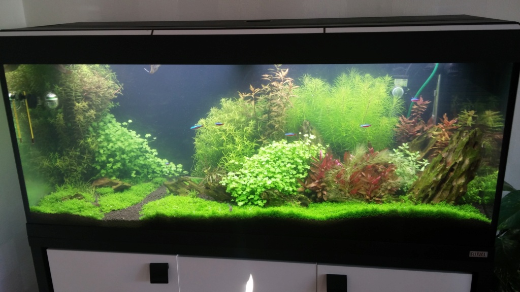 La faille (Fluval Roma 240 v2) - Page 6 20150613