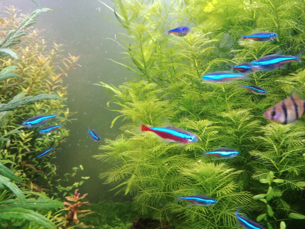 Fluval Roma 240 planté/aquascape 20190419