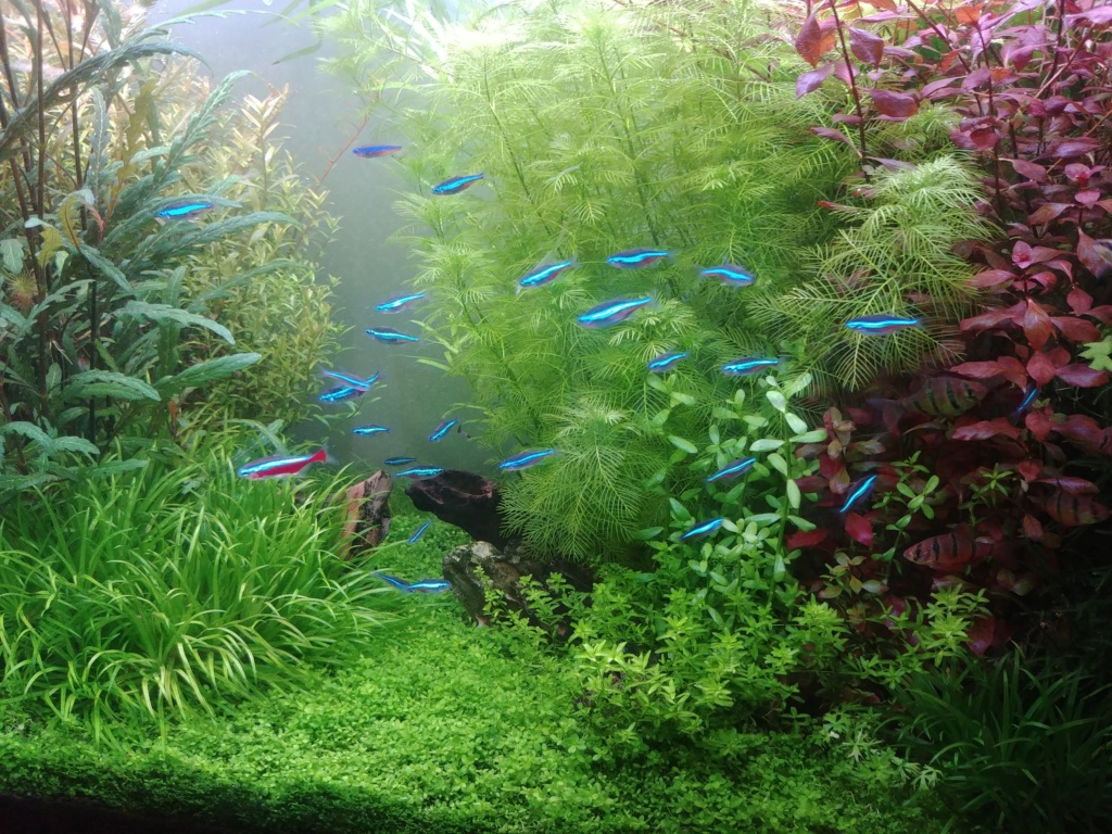 Fluval Roma 240 planté/aquascape 20190420