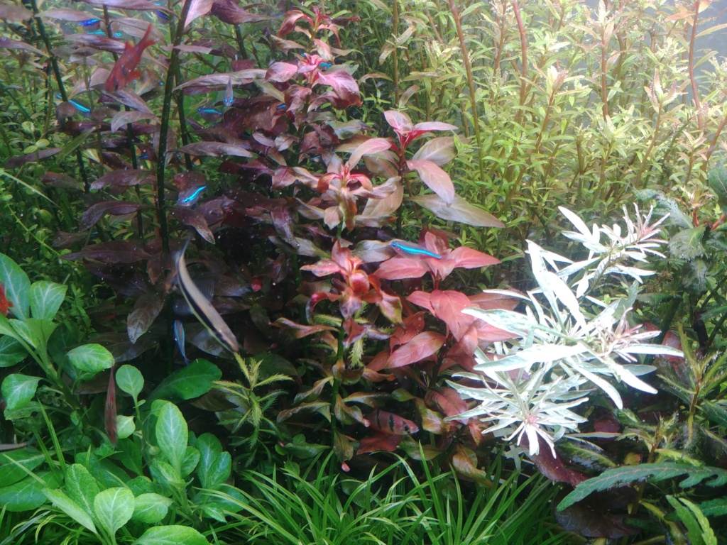 Fluval Roma 240 planté/aquascape - Page 2 20190614