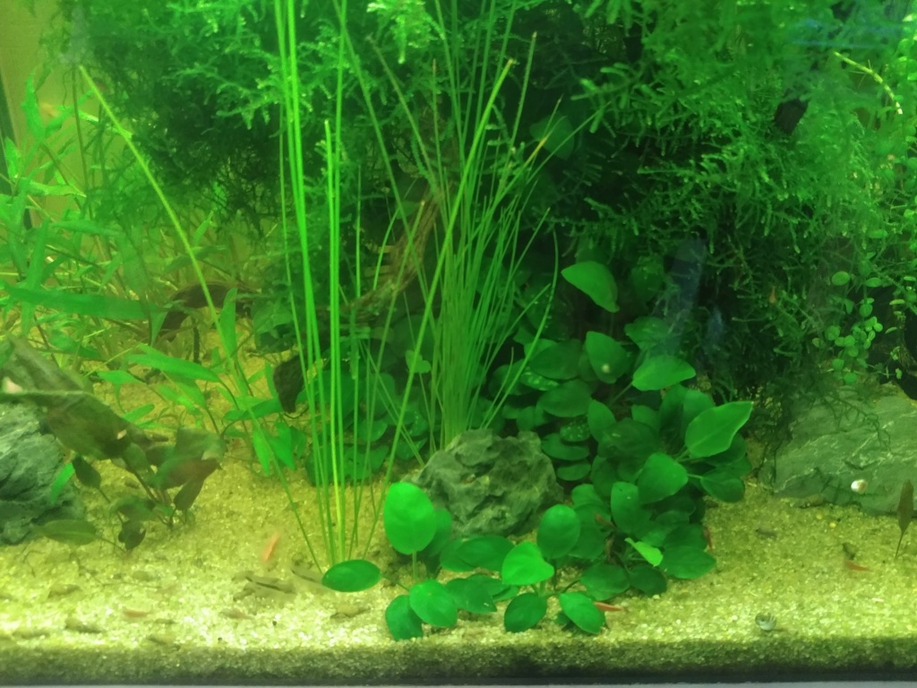 Lido 120 planté sans CO2 - Page 2 20190913
