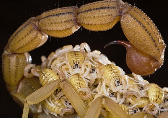 Alerta , Agosto mês re reprodução dos escorpiões Escorp11