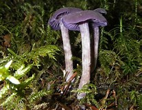 Identifier des champignons. Ca0112