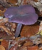 Identifier des champignons. Ca0212