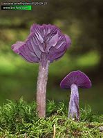 Identifier des champignons. Ca0810