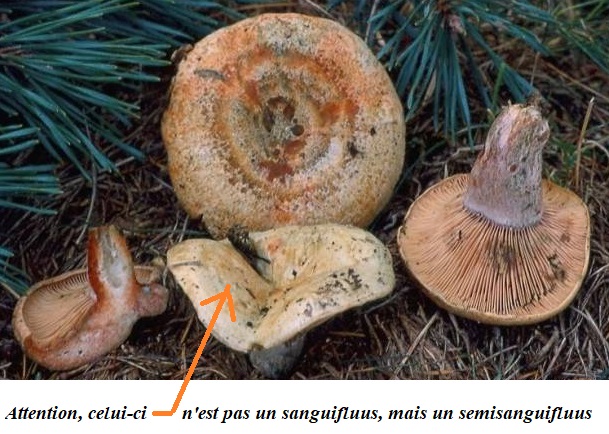 Identifier des champignons. Vs_00511