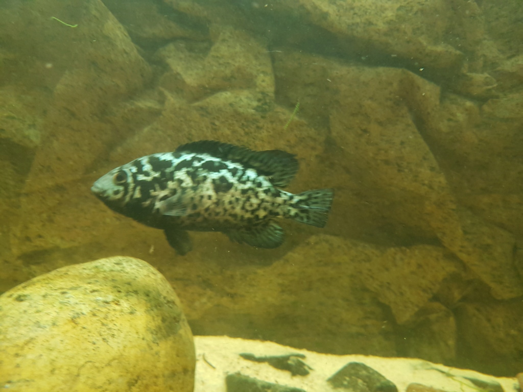 Acuario de 600l  - Página 2 20190517