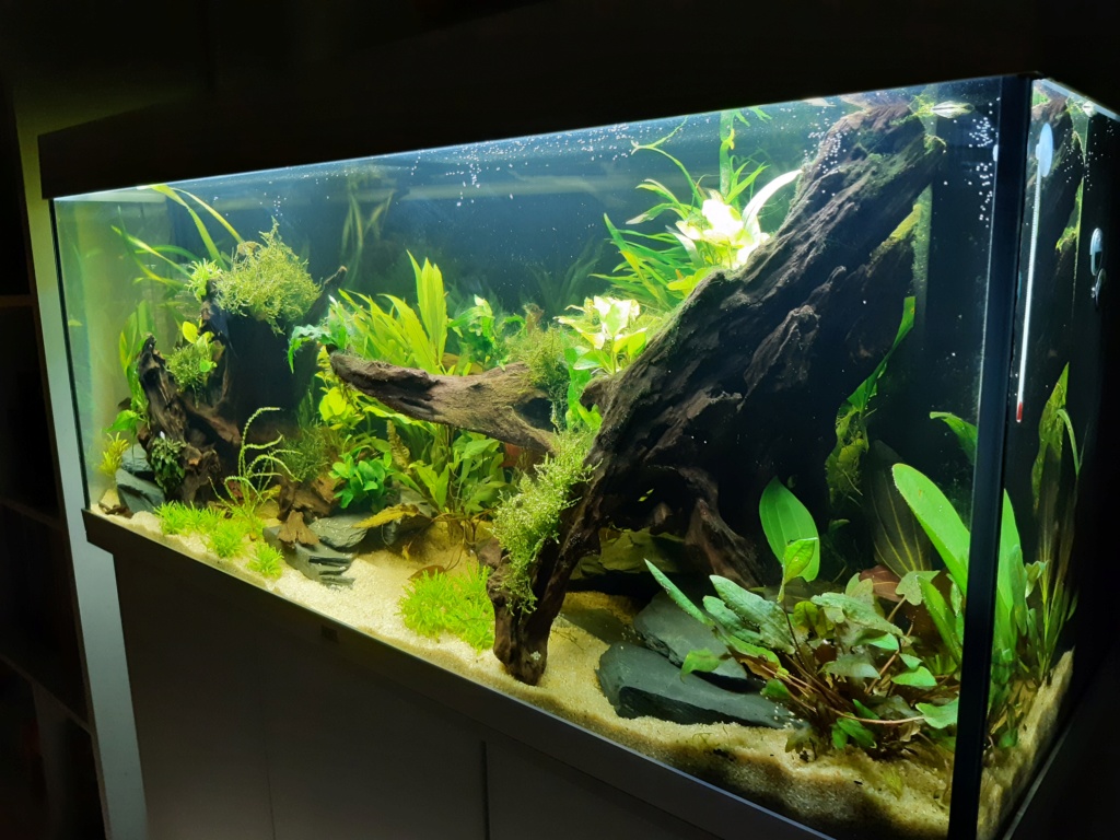 Aquarium 240l pour population type amazonien 20191211