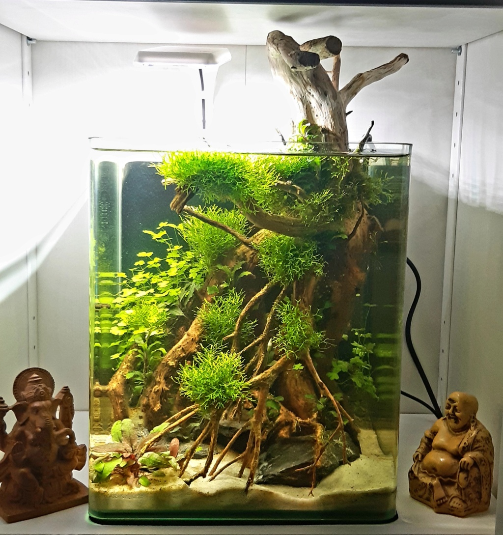 Aquarium 240l pour population type amazonien - Page 3 20200947