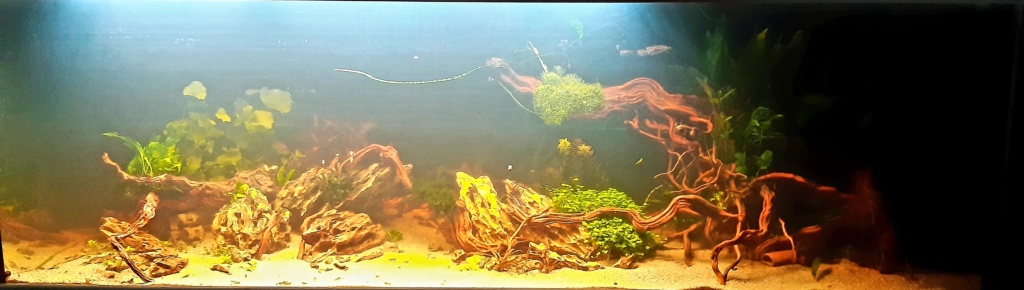 Aquarium 240l pour population type amazonien - Page 5 20201118