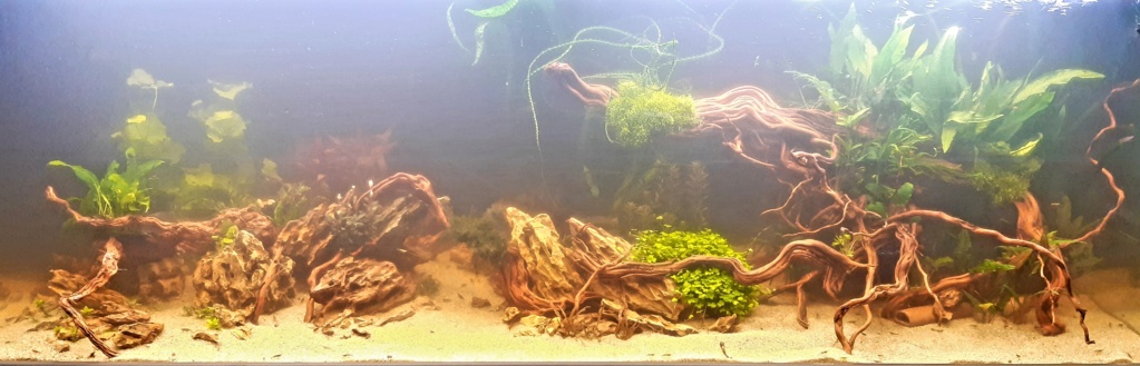 Aquarium 240l pour population type amazonien - Page 5 20201119
