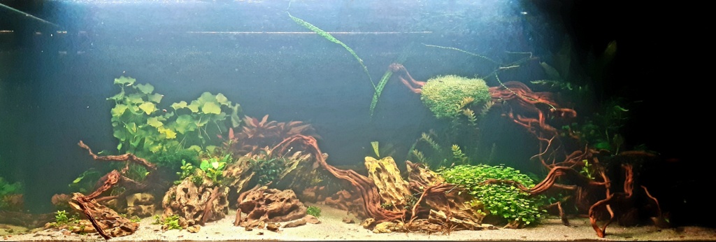Aquarium de ludovic 840 litres 20201150