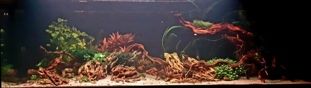 Aquarium de ludovic 840 litres - Page 2 20201154