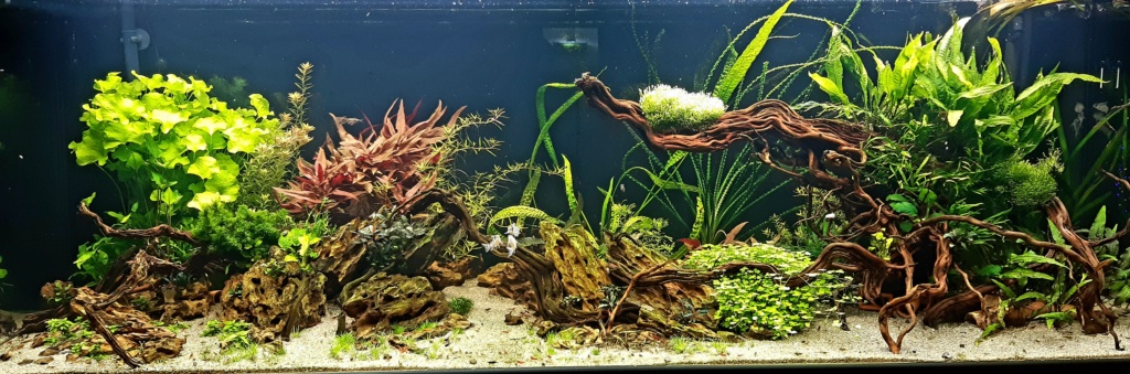 Aquarium de ludovic 840 litres - Page 2 20201163