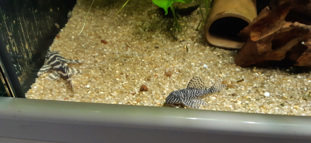 Aquarium de ludovic 840 litres - Page 4 20201240