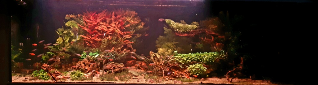 Aquarium de ludovic 840 litres - Page 4 20201244