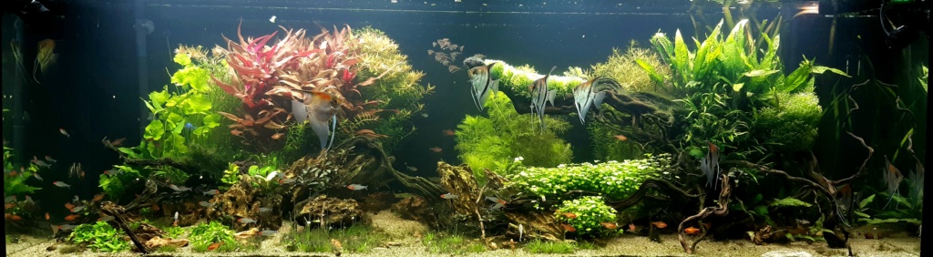 Aquarium de ludovic 840 litres 20201247