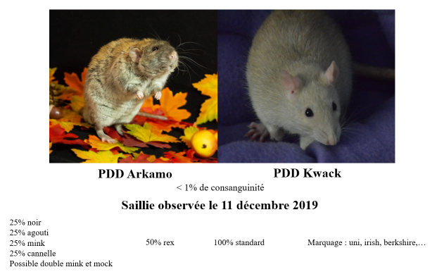PDD TANA4 - PDD Kwack x PDD Arkamo Portzo11