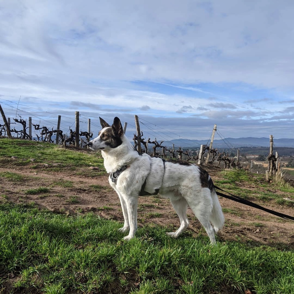 COYOTE - mâle, croisé de taille moyenne, né environ en octobre 2016 - (PASCANI) - REMEMBER ME LAND - Adopté par Laura (69) - Page 5 14789210