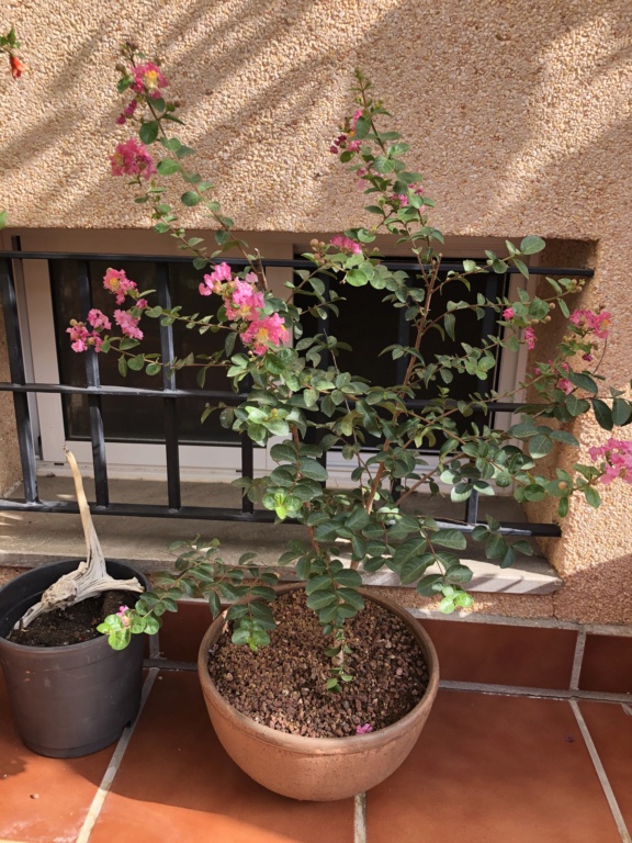 Lagerstroemia indica (árbol de Júpiter)  28857710