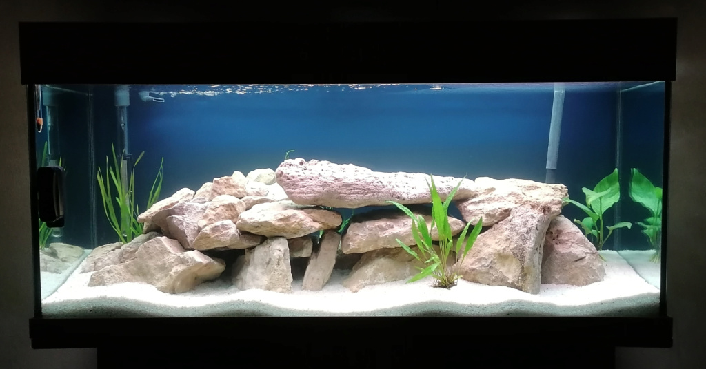 Projet Aquarium 240 litres Mbunas 115