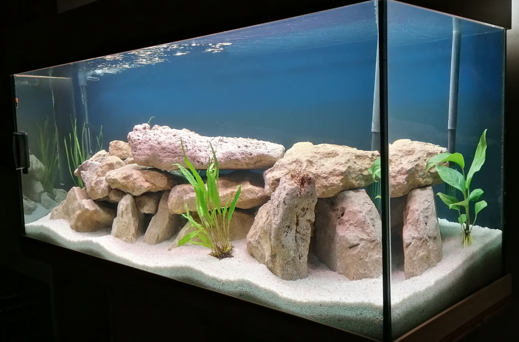 aquarium - Projet Aquarium 240 litres Mbunas 311