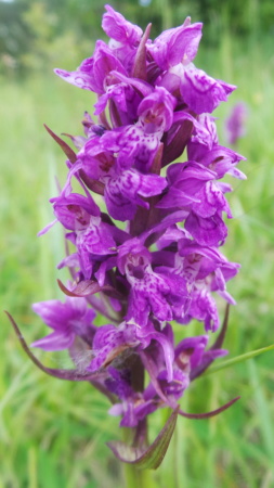 Orchideenwiese mit Rätseln 03_07_14