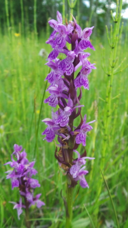 Orchideenwiese mit Rätseln 03_07_18
