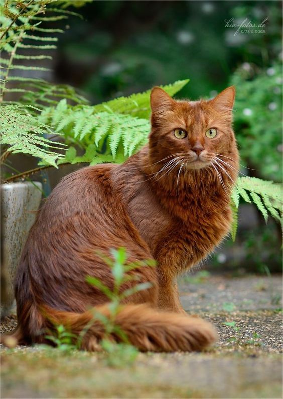 Wrenkit Of Thunderclan Wrenki10