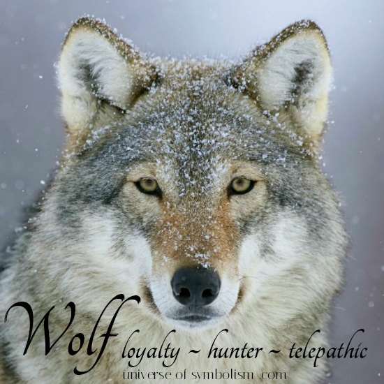 Wolf Totem  Wolf-t10