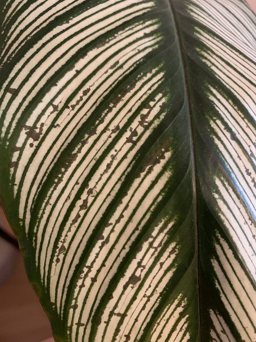 Calathea majestica Whitestar // Feuilles tâchées 4csa9x11