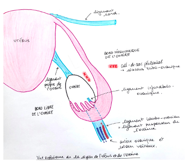suspension de l ovaire - ligaments ovaire Captur20
