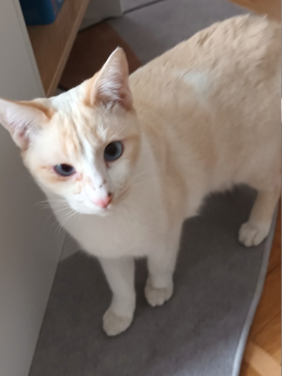 COTON, chaton mâle blanc de 11 mois (Naissance : 14/02/22) - Réservé à Bleuenn et Luc  20230111