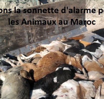 Maroc: Génocide Canin !  Antich11