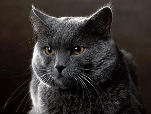 Cherche famille d’adoption, chat de race chartreux  Chartr10
