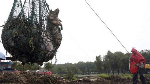 Déjà 13.000 porcs repêchés dans le fleuve de Shanghai ! Cochon10