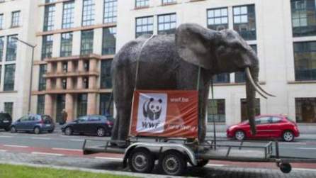 Belgique: Un éléphant dans le trafic bruxellois... Media_11