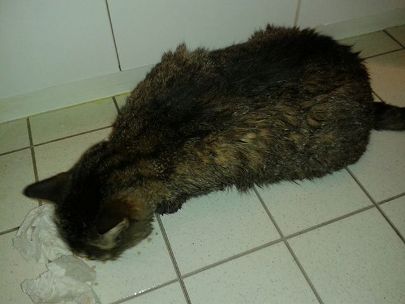 aujourd’hui nous avons sauve une chatte de la mort... Minett12