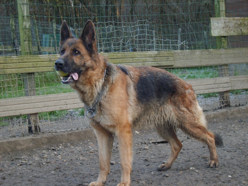 Samba, magnifique Berger Allemande de 8 ans (Tabanac-33) S8301611