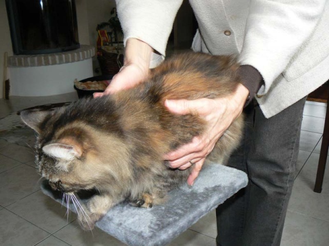 Recherche de parrainages pour la chatte d'Angers P1010213