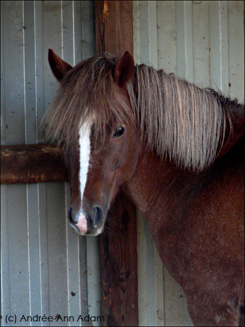 Chevaux de EGC Valent10