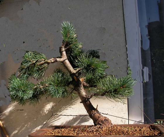 Idées pour un Pinus Parviflora Sany210
