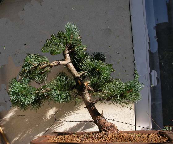 Idées pour un Pinus Parviflora Sany310