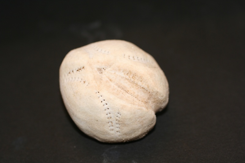 [Echinocardium cordatum] Oursin des sables Img_1519