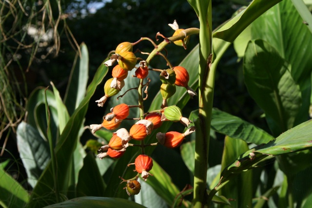 Alpinia zerumbet, sympa les fruits Alpini10